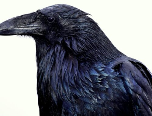 Unity of Impression: lessons in writing from The Raven