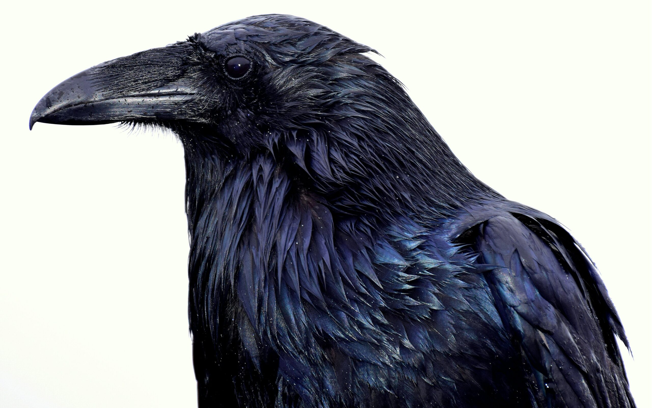 Raven